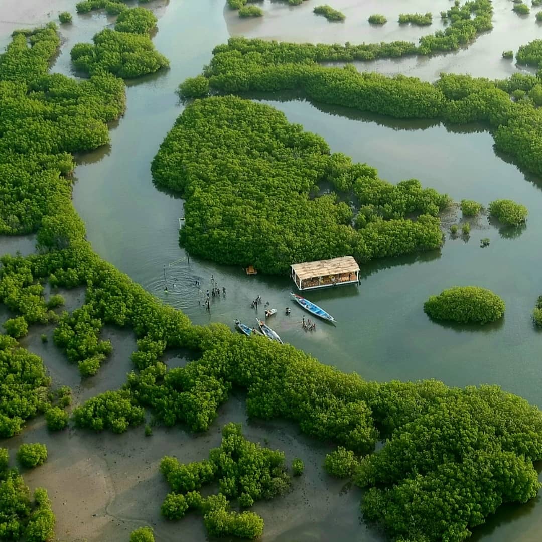 Mangrove Sénégal
